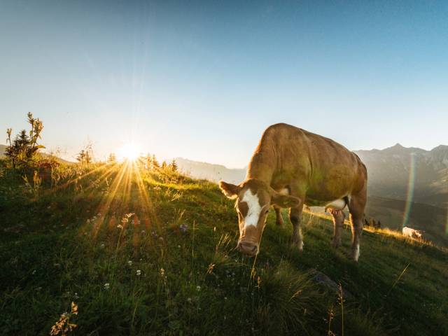 Kühe auf der Grünegg Alm