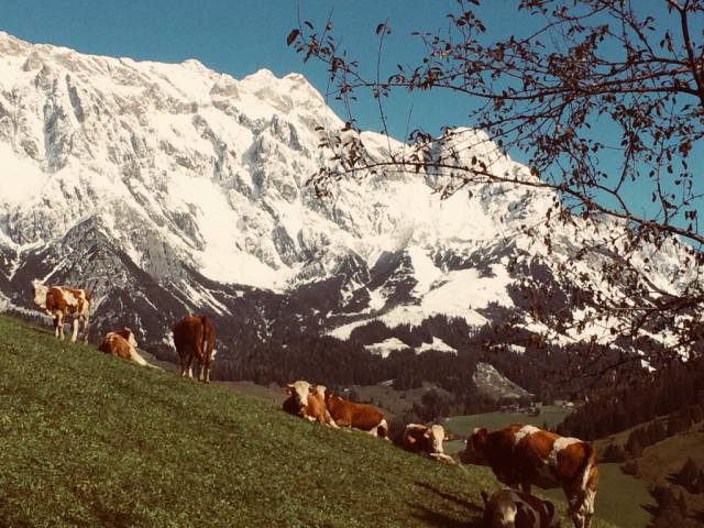 Kühe am Grünegghof im Herbst