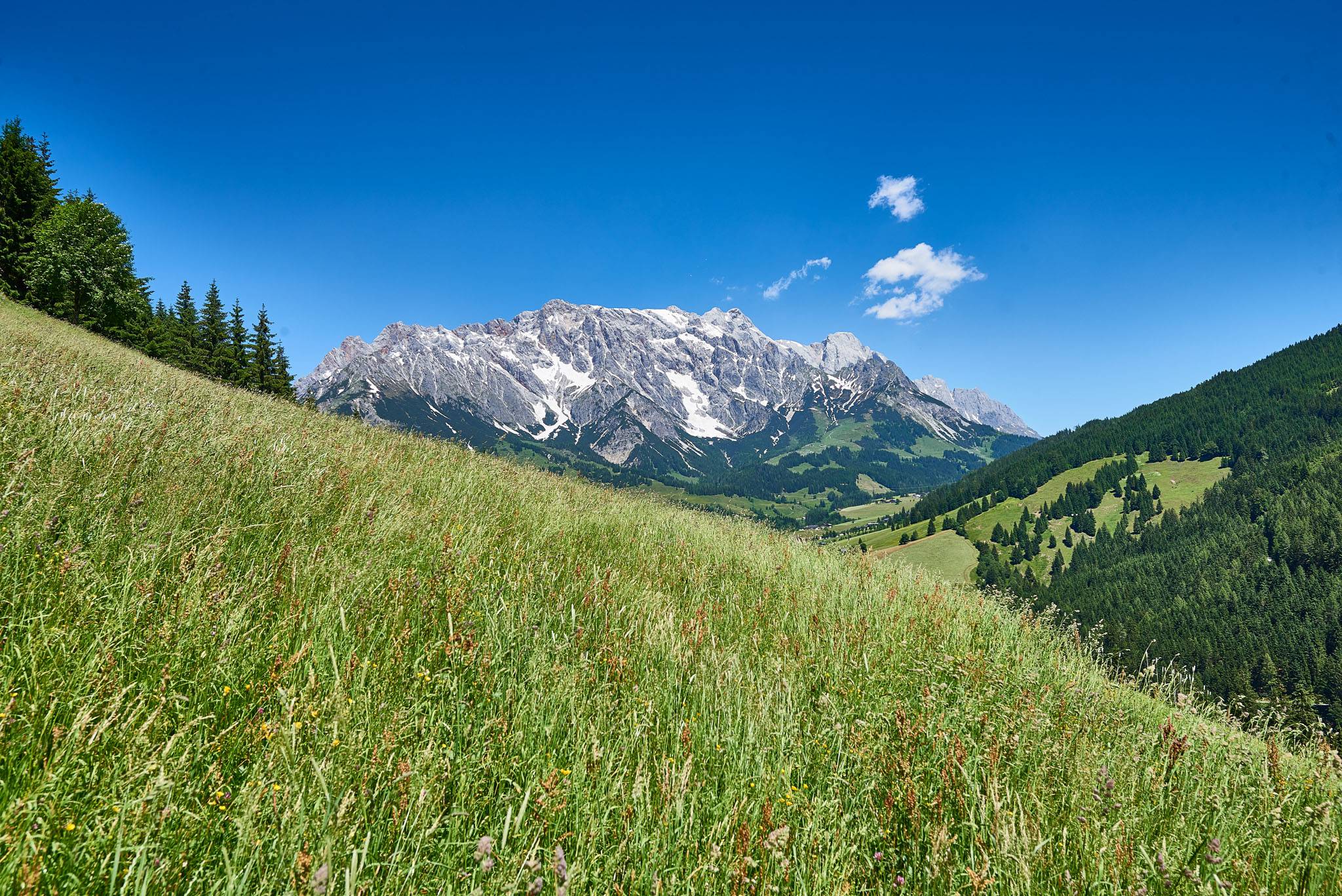 Hochkönig Wiese Sommer