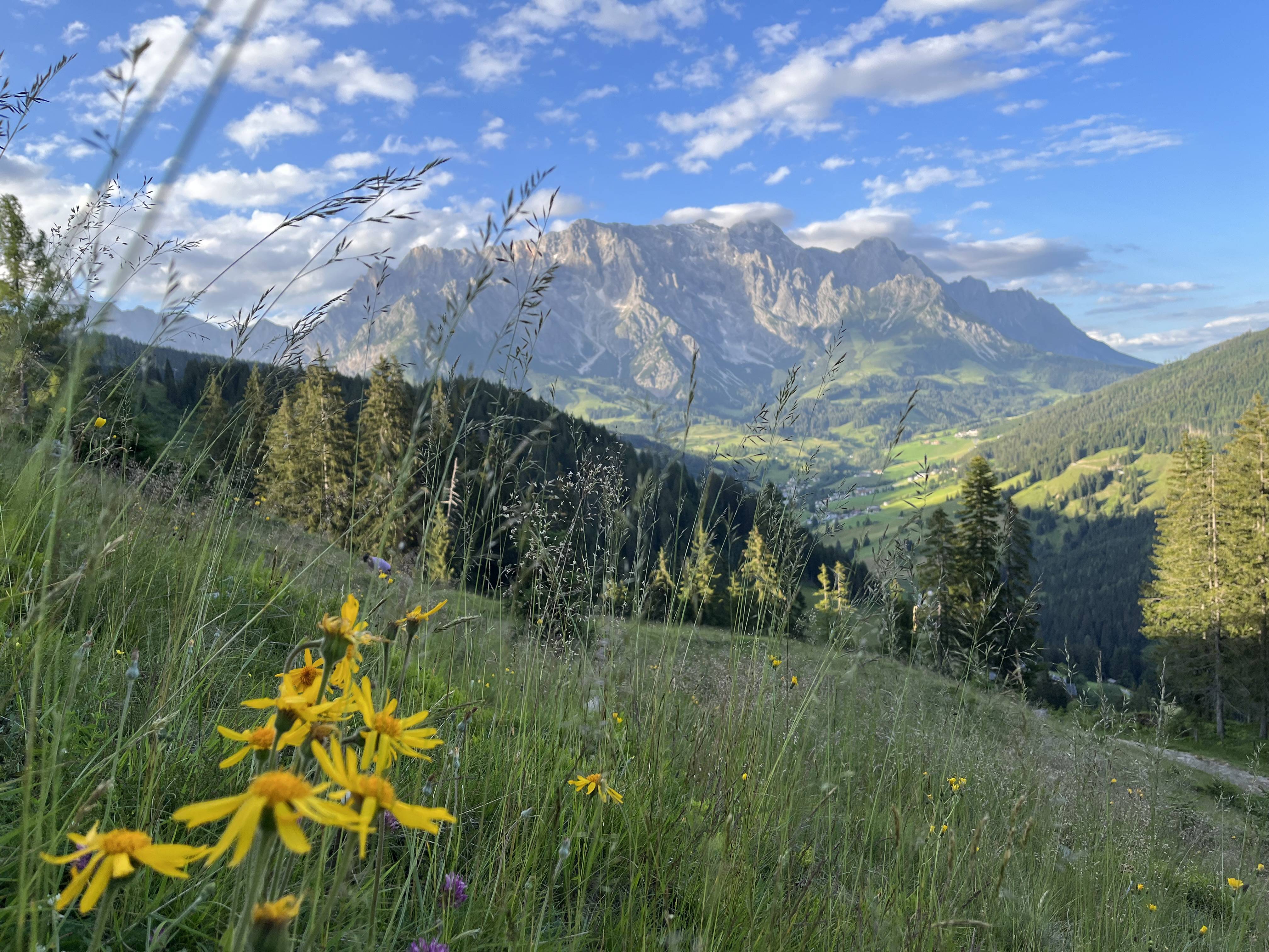 Hochkönig Arnika Wiese