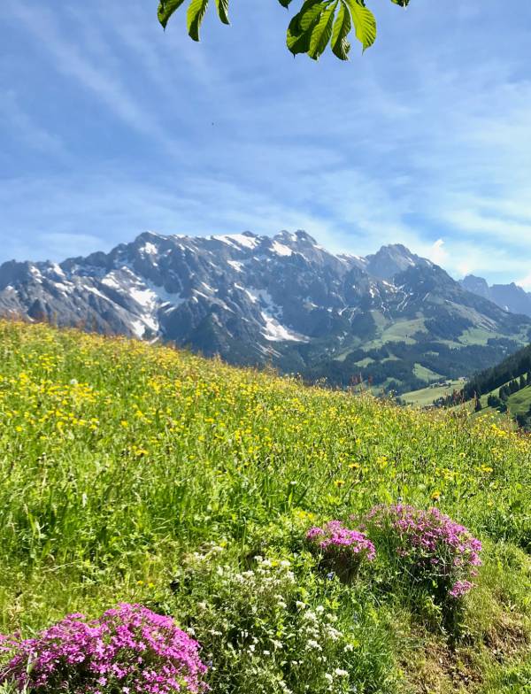 Berge Panorama Wiese Alm Grünegg