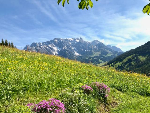 Berge Panorama Wiese Alm Grünegg