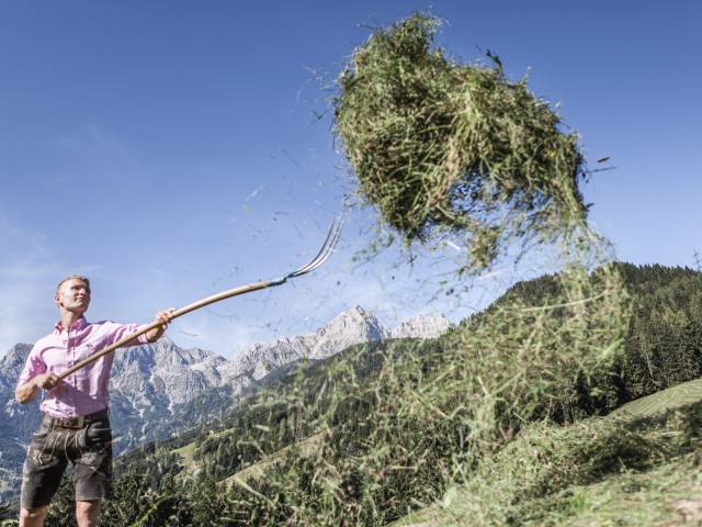 frisches Heu Grünegg Alm