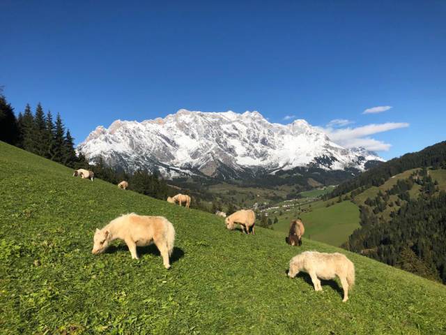 Minipony Herde Hochkönig Alm Wiese