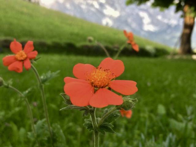 Blumen auf der Wiese 