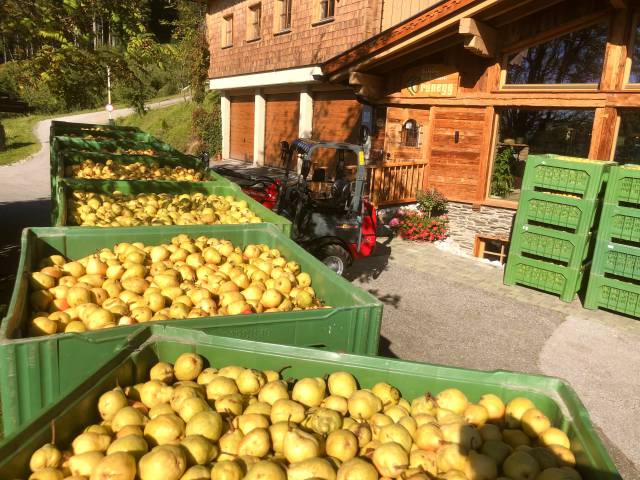 Williamsbirnen Ernte Grünegg Edelbrennerei Hochkönig