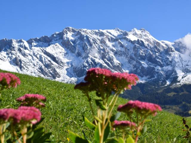 Hochkönig Salzburger Land Berg Wiese