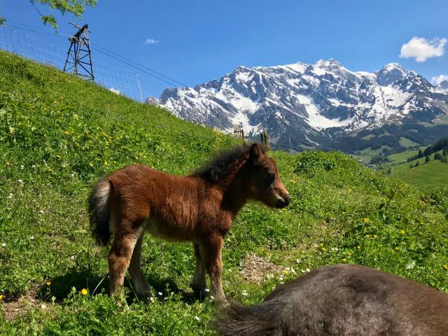 Miniponys vom Grünegghof