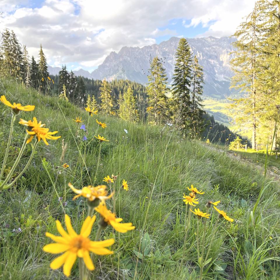 Arnika Heilpflanze Hochkönig