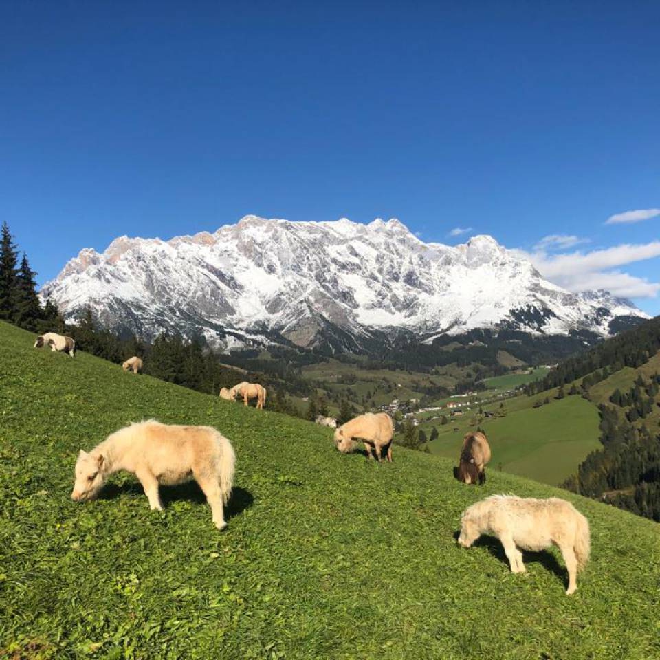 Minipony Herde Hochkönig Alm Wiese