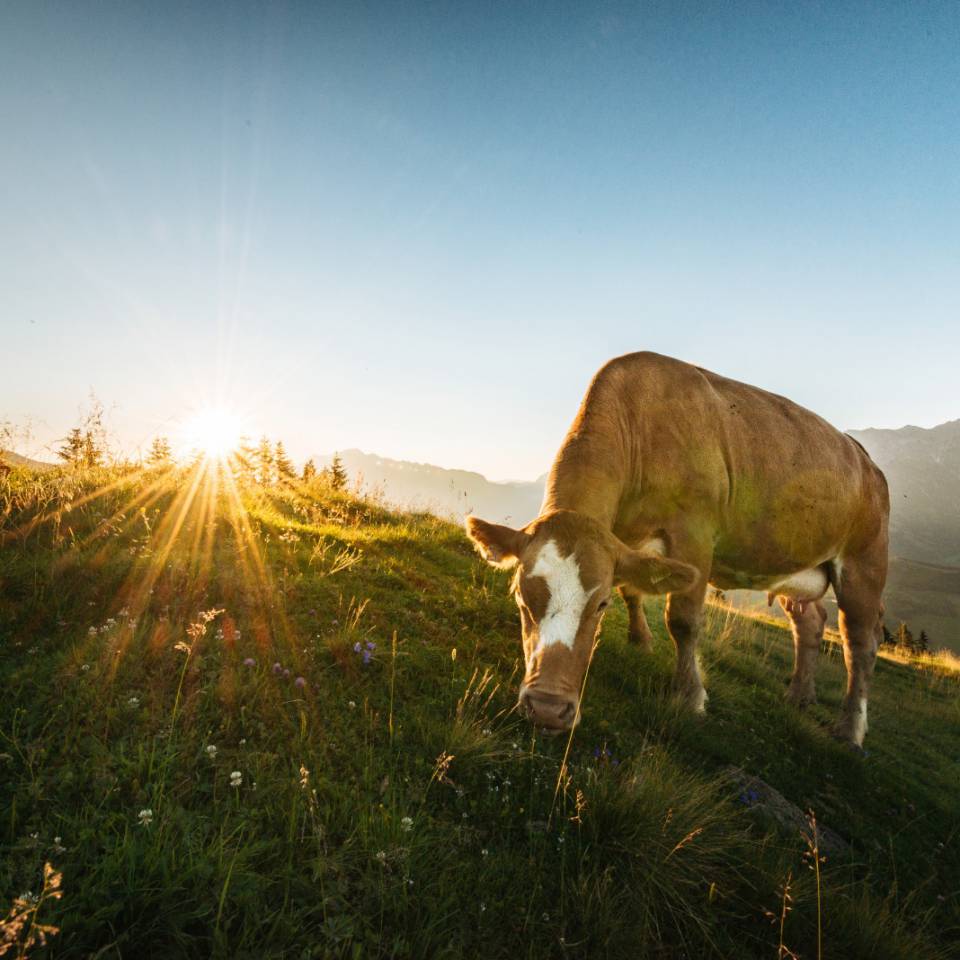 Kühe auf der Grünegg Alm